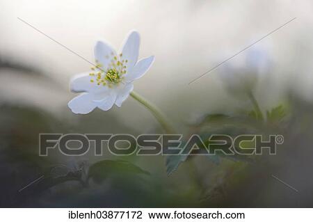 "Wood Anemone (Anemone nemorosa), Emsland, Lower Saxony, Germany, Europe" View Large Photo Image Stock Image - "Wood Anemone (Anemone nemorosa), Emsland, Lower Saxony, Germany, Europe". Fotosearch