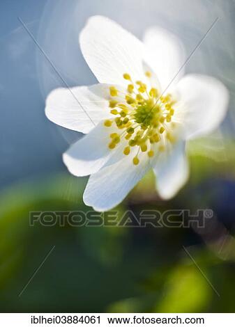 "Wood Anemone (Anemone nemorosa), flower, Austria, Europe" View Large Photo Image Stock Image - "Wood Anemone (Anemone nemorosa), flower, Austria, Europe". Fotosearch