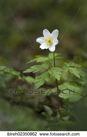 "Wood Anemone (Anemone nemorosa), Pillbach Valley, Pill, Tyrol, Austria, Europe" View Large Photo Image Stock Image - "Wood Anemone (Anemone nemorosa), Pillbach Valley, Pill, Tyrol, Austria, Europe". Fotosearch