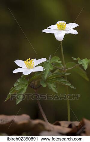 "Wood Anemone (Anemone nemorosa), Tratzberg Conservation Area, Stans, Tyrol, Austria, Europe" View Large Photo Image Stock Image - "Wood Anemone (Anemone nemorosa), Tratzberg Conservation Area, Stans, Tyrol, Austria, Europe". Fotosearch