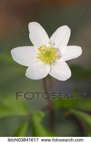 "Wood Anemone (Anemone nemorosa), blossom, North Rhine-Westphalia, Germany, Europe" View Large Photo Image Stock Photo - "Wood Anemone (Anemone nemorosa), blossom, North Rhine-Westphalia, Germany, Europe". Fotosearch