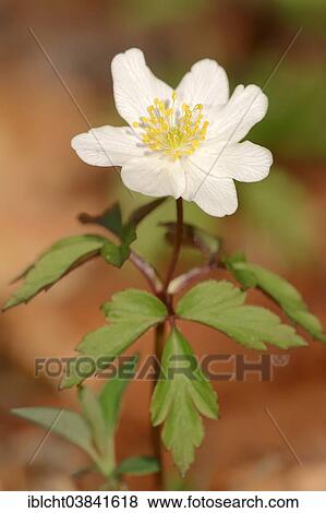 "Wood Anemone (Anemone nemorosa), blossom, North Rhine-Westphalia, Germany, Europe" View Large Photo Image Stock Photo - "Wood Anemone (Anemone nemorosa), blossom, North Rhine-Westphalia, Germany, Europe". Fotosearch