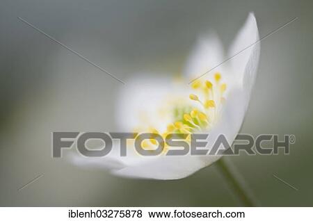 Stock Photo - "Wood Anemone (Anemone nemorosa), Haren, Emsland, Lower Saxony, Germany, Europe". Fotosearch