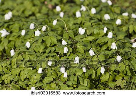"Wood Anemone, Thimbleweed or Smell Fox (Anemone nemorosa), Kassel, Kassel, Hesse, Germany, Europe" View Large Photo Image Stock Image - "Wood Anemone, Thimbleweed or Smell Fox (Anemone nemorosa), Kassel, Kassel, Hesse, Germany, Europe". Fotosearch