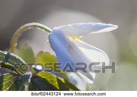 "Wood Anemone, Windflower or Thimbleweed (Anemone nemorosa), Hesse, Germany, Europe" View Large Photo Image Picture - "Wood Anemone, Windflower or Thimbleweed (Anemone nemorosa), Hesse, Germany, Europe". Fotosearch