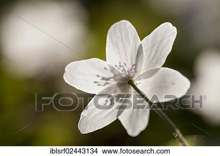 "Wood Anemone, Windflower or Thimbleweed (Anemone nemorosa), Hesse, Germany, Europe" View Large Photo Image Picture - "Wood Anemone, Windflower or Thimbleweed (Anemone nemorosa), Hesse, Germany, Europe". Fotosearch