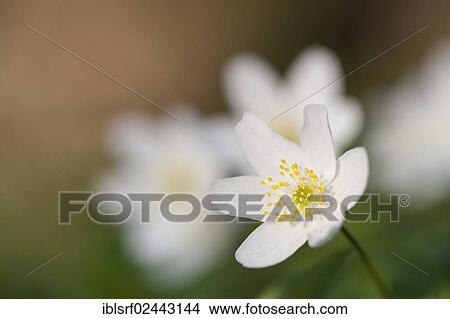 "Wood Anemone, Windflower or Thimbleweed (Anemone nemorosa), Hesse, Germany, Europe" View Large Photo Image Picture - "Wood Anemone, Windflower or Thimbleweed (Anemone nemorosa), Hesse, Germany, Europe". Fotosearch