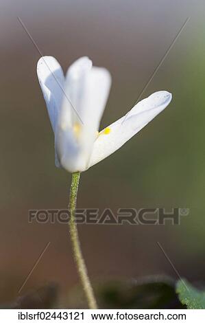 "Wood Anemone, Windflower or Thimbleweed (Anemone nemorosa), Hesse, Germany, Europe" View Large Photo Image Stock Image - "Wood Anemone, Windflower or Thimbleweed (Anemone nemorosa), Hesse, Germany, Europe". Fotosearch