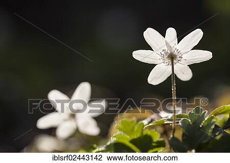 "Wood Anemone, Windflower or Thimbleweed (Anemone nemorosa), Hesse, Germany, Europe" View Large Photo Image Stock Image - "Wood Anemone, Windflower or Thimbleweed (Anemone nemorosa), Hesse, Germany, Europe". Fotosearch
