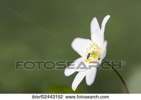 "Wood Anemone, Windflower or Thimbleweed (Anemone nemorosa), Hesse, Germany, Europe" View Large Photo Image Stock Image - "Wood Anemone, Windflower or Thimbleweed (Anemone nemorosa), Hesse, Germany, Europe". Fotosearch