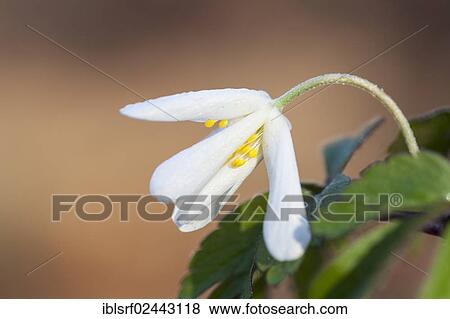 "Wood Anemone, Windflower or Thimbleweed (Anemone nemorosa), Hesse, Germany, Europe" View Large Photo Image Stock Photo - "Wood Anemone, Windflower or Thimbleweed (Anemone nemorosa), Hesse, Germany, Europe". Fotosearch
