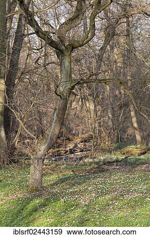 "Wood Anemone, Windflower or Thimbleweed (Anemone nemorosa), mass flowering, Hesse, Germany, Europe" View Large Photo Image Stock Photo - "Wood Anemone, Windflower or Thimbleweed (Anemone nemorosa), mass flowering, Hesse, Germany, Europe". Fotosearch