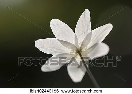 "Wood Anemone, Windflower or Thimbleweed (Anemone nemorosa), Hesse, Germany, Europe" View Large Photo Image Stock Photograph - "Wood Anemone, Windflower or Thimbleweed (Anemone nemorosa), Hesse, Germany, Europe". Fotosearch