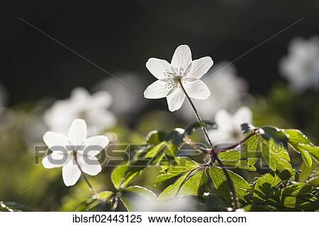 "Wood Anemone, Windflower or Thimbleweed (Anemone nemorosa), Hesse, Germany, Europe" View Large Photo Image Stock Photography - "Wood Anemone, Windflower or Thimbleweed (Anemone nemorosa), Hesse, Germany, Europe". Fotosearch