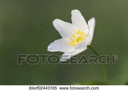 "Wood Anemone, Windflower or Thimbleweed (Anemone nemorosa), Hesse, Germany, Europe" View Large Photo Image Stock Photography - "Wood Anemone, Windflower or Thimbleweed (Anemone nemorosa), Hesse, Germany, Europe". Fotosearch
