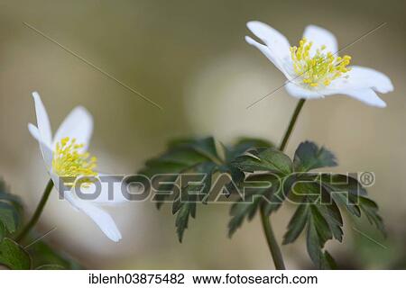 "Wood Anemones (Anemone nemorosa), Emsland, Lower Saxony, Germany, Europe" View Large Photo Image Stock Image - "Wood Anemones (Anemone nemorosa), Emsland, Lower Saxony, Germany, Europe". Fotosearch