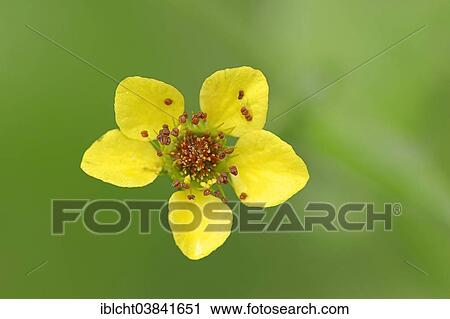 "Wood Avens, Herb Bennet or Colewort (Geum urbanum), flower, North Rhine-Westphalia, Germany, Europe" View Large Photo Image Stock Image - "Wood Avens, Herb Bennet or Colewort (Geum urbanum), flower, North Rhine-Westphalia, Germany, Europe". Fotosearch