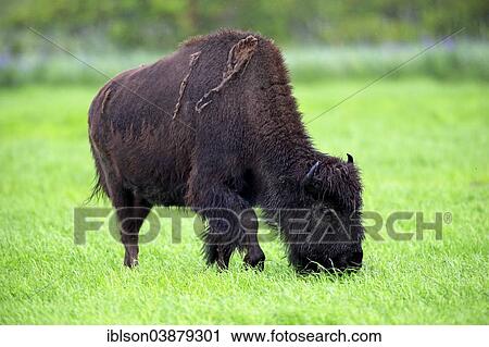 "Wood bison (Bison bison athabascae), adult, feeding, Alaska Wildlife Conservation Center, Anchorage, Alaska, United States, North America" View Large Photo Image Stock Image - "Wood bison (Bison bison athabascae), adult, feeding, Alaska Wildlife Conservation Center, Anchorage, Alaska, United States, North America". Fotosearch