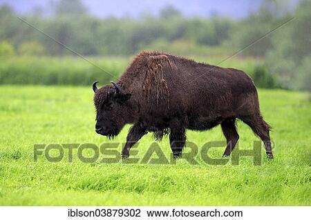 "Wood bison (Bison bison athabascae) adult, feeding, Alaska Wildlife Conservation Center, Anchorage, Alaska, United States, North America" View Large Photo Image Stock Image - "Wood bison (Bison bison athabascae) adult, feeding, Alaska Wildlife Conservation Center, Anchorage, Alaska, United States, North America". Fotosearch