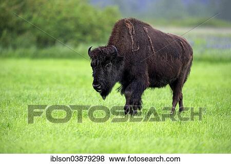 "Wood bison (Bison bison athabascae) adult, foraging, Alaska Wildlife Conservation Center, Anchorage, Alaska, United States, North America" View Large Photo Image Stock Photo - "Wood bison (Bison bison athabascae) adult, foraging, Alaska Wildlife Conservation Center, Anchorage, Alaska, United States, North America". Fotosearch