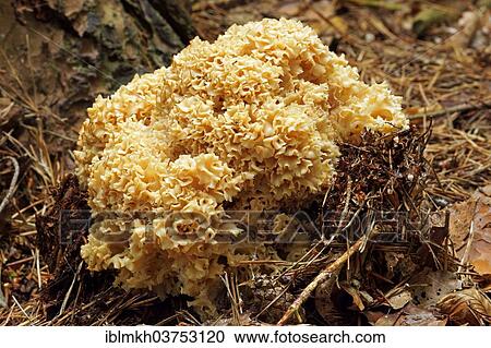 "Wood Cauliflower (Sparassis crispa), Hesse, Germany, Europe" View Large Photo Image Stock Image - "Wood Cauliflower (Sparassis crispa), Hesse, Germany, Europe". Fotosearch