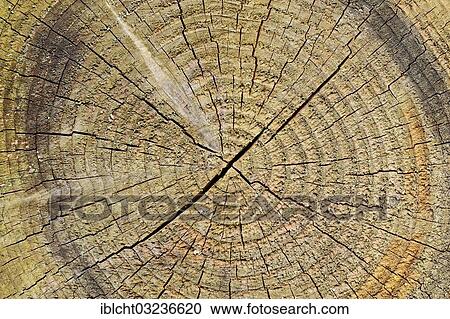 Stock Image - "Wood, cross section of a tree trunk, tree rings, North Rhine-Westphalia, Germany, Europe". Fotosearch