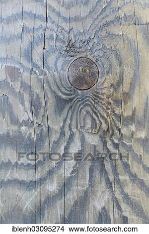 "Wood grain of a Scots pine (Pinus sylvestris), St. Peter-Ording, North Frisia, Schleswig-Holstein, Germany, Europe" View Large Photo Image Picture - "Wood grain of a Scots pine (Pinus sylvestris), St. Peter-Ording, North Frisia, Schleswig-Holstein, Germany, Europe". Fotosearch