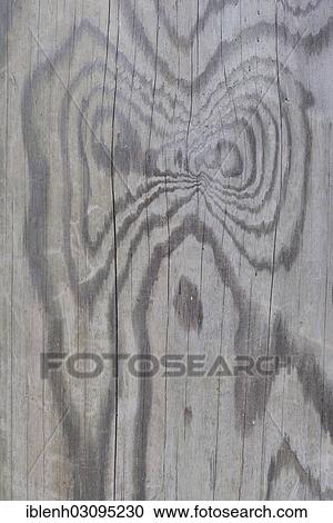 "Wood grain of a Scots pine (Pinus sylvestris), St. Peter-Ording, North Frisia, Schleswig-Holstein, Germany, Europe" View Large Photo Image Stock Image - "Wood grain of a Scots pine (Pinus sylvestris), St. Peter-Ording, North Frisia, Schleswig-Holstein, Germany, Europe". Fotosearch