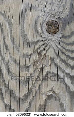 "Wood grain of a Scots pine (Pinus sylvestris), St. Peter-Ording, North Frisia, Schleswig-Holstein, Germany, Europe" View Large Photo Image Stock Image - "Wood grain of a Scots pine (Pinus sylvestris), St. Peter-Ording, North Frisia, Schleswig-Holstein, Germany, Europe". Fotosearch