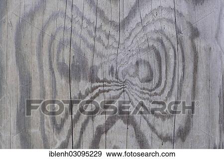 "Wood grain of a Scots pine (Pinus sylvestris), St. Peter-Ording, North Frisia, Schleswig-Holstein, Germany, Europe" View Large Photo Image Stock Photo - "Wood grain of a Scots pine (Pinus sylvestris), St. Peter-Ording, North Frisia, Schleswig-Holstein, Germany, Europe". Fotosearch