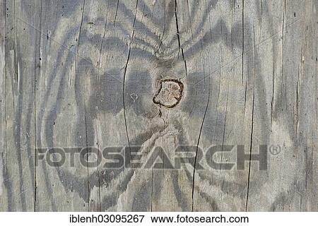 "Wood grain of a Scots pine (Pinus sylvestris), St. Peter-Ording, North Frisia, Schleswig-Holstein, Germany, Europe" View Large Photo Image Stock Photo - "Wood grain of a Scots pine (Pinus sylvestris), St. Peter-Ording, North Frisia, Schleswig-Holstein, Germany, Europe". Fotosearch