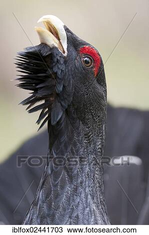"Wood Grouse, Heather Cock or Capercaillie (Tetrao urogallus), displaying, portrait, Tyrol, Austria, Europe" View Large Photo Image Stock Image - "Wood Grouse, Heather Cock or Capercaillie (Tetrao urogallus), displaying, portrait, Tyrol, Austria, Europe". Fotosearch