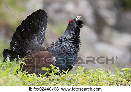 "Wood Grouse, Heather Cock or Capercaillie (Tetrao urogallus), displaying, Tyrol, Austria, Europe" View Large Photo Image Stock Photo - "Wood Grouse, Heather Cock or Capercaillie (Tetrao urogallus), displaying, Tyrol, Austria, Europe". Fotosearch
