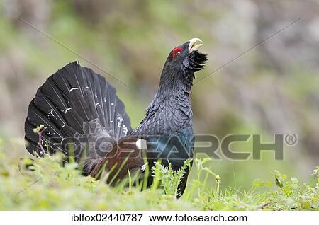 "Wood Grouse, Heather Cock or Capercaillie (Tetrao urogallus), displaying, portrait, Tyrol, Austria, Europe" View Large Photo Image Stock Photo - "Wood Grouse, Heather Cock or Capercaillie (Tetrao urogallus), displaying, portrait, Tyrol, Austria, Europe". Fotosearch