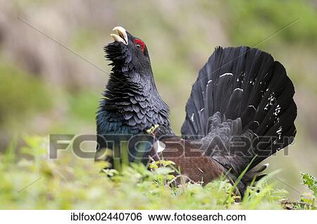 "Wood Grouse, Heather Cock or Capercaillie (Tetrao urogallus), displaying, portrait, Tyrol, Austria, Europe" View Large Photo Image Stock Photograph - "Wood Grouse, Heather Cock or Capercaillie (Tetrao urogallus), displaying, portrait, Tyrol, Austria, Europe". Fotosearch