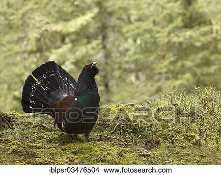 "Wood Grouse or Capercaillie (Tetrao urogallus), displaying, Tyrol, Austria, Europe" View Large Photo Image Picture - "Wood Grouse or Capercaillie (Tetrao urogallus), displaying, Tyrol, Austria, Europe". Fotosearch