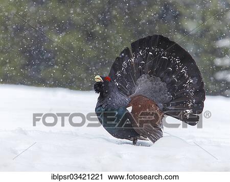 "Wood Grouse or Capercaillie (Tetrao urogallus), displaying during snowfall, Tyrol, Austria, Europe" View Large Photo Image Stock Image - "Wood Grouse or Capercaillie (Tetrao urogallus), displaying during snowfall, Tyrol, Austria, Europe". Fotosearch