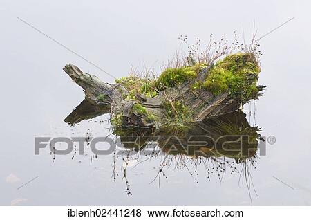 "Wood in the moor, Heseper Moor, Emsland, Lower Saxony, Germany, Europe" View Large Photo Image Stock Photo - "Wood in the moor, Heseper Moor, Emsland, Lower Saxony, Germany, Europe". Fotosearch
