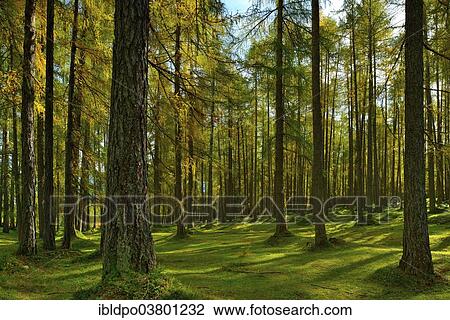 "Wood of European larches (Larix decidua) in autumn, Motzer Larchwald, Tyrol, Austria, Europe" View Large Photo Image Stock Image - "Wood of European larches (Larix decidua) in autumn, Motzer Larchwald, Tyrol, Austria, Europe". Fotosearch