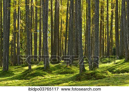 "Wood of European larches (Larix decidua) in autumn, Motzer Larchwald, Tyrol, Austria, Europe" View Large Photo Image Stock Photo - "Wood of European larches (Larix decidua) in autumn, Motzer Larchwald, Tyrol, Austria, Europe". Fotosearch