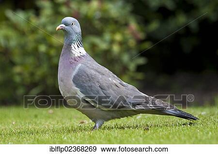 "Wood Pigeon (Columba palumbus), adult, with wet plumage after rainfall, standing on garden lawn, Belvedere, Bexley, Kent, England, United Kingdom, Europe" View Large Photo Image Stock Photo - "Wood Pigeon (Columba palumbus), adult, with wet plumage after rainfall, standing on garden lawn, Belvedere, Bexley, Kent, England, United Kingdom, Europe". Fotosearch