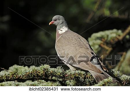 "Wood Pigeon (Columba palumbus), North Rhine-Westphalia, Germany, Europe" View Large Photo Image Stock Image - "Wood Pigeon (Columba palumbus), North Rhine-Westphalia, Germany, Europe". Fotosearch