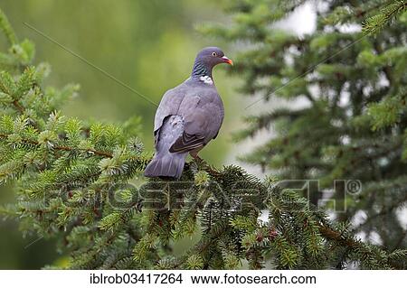 "Wood Pigeon (Columba palumbus), Erfurt, Thuringia, Germany, Europe" View Large Photo Image Picture - "Wood Pigeon (Columba palumbus), Erfurt, Thuringia, Germany, Europe". Fotosearch