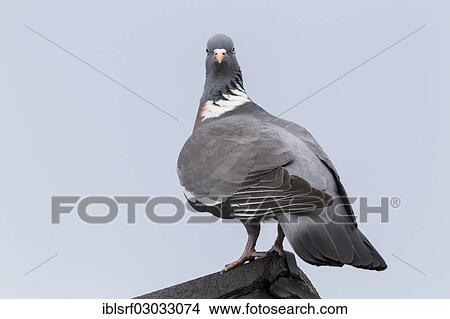 "Wood Pigeon (Columba palumbus), Fuldabruck, Fuldabruck, Hesse, Germany, Europe" View Large Photo Image Picture - "Wood Pigeon (Columba palumbus), Fuldabruck, Fuldabruck, Hesse, Germany, Europe". Fotosearch