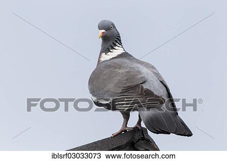 "Wood Pigeon (Columba palumbus), Fuldabruck, Fuldabruck, Hesse, Germany, Europe" View Large Photo Image Stock Image - "Wood Pigeon (Columba palumbus), Fuldabruck, Fuldabruck, Hesse, Germany, Europe". Fotosearch
