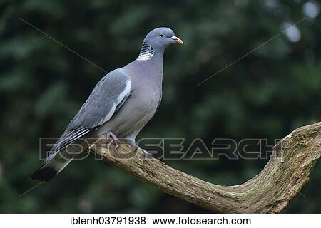 "Wood Pigeon (Columba palumbus), Emsland, Lower Saxony, Germany, Europe" View Large Photo Image Stock Photo - "Wood Pigeon (Columba palumbus), Emsland, Lower Saxony, Germany, Europe". Fotosearch