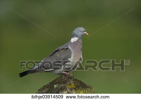 Stock Photo - "Wood Pigeon (Columba palumbus), Gelderland, The Netherlands, Europe". Fotosearch