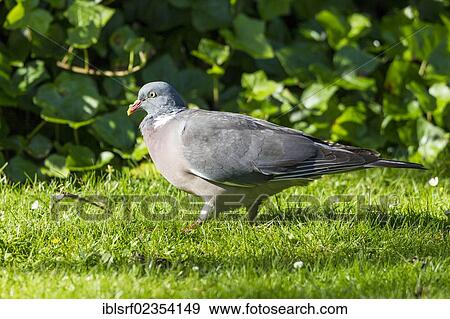 "Wood Pigeon (Columba palumbus), Schleswig-Holstein, Germany, Europe" View Large Photo Image Stock Photo - "Wood Pigeon (Columba palumbus), Schleswig-Holstein, Germany, Europe". Fotosearch
