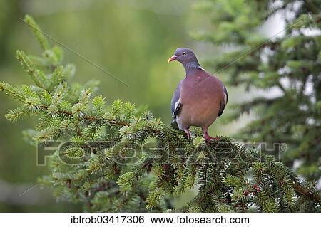 "Wood Pigeon (Columba palumbus), Erfurt, Thuringia, Germany, Europe" View Large Photo Image Stock Photograph - "Wood Pigeon (Columba palumbus), Erfurt, Thuringia, Germany, Europe". Fotosearch