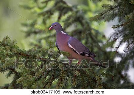 "Wood Pigeon (Columba palumbus), Erfurt, Thuringia, Germany, Europe" View Large Photo Image Stock Photography - "Wood Pigeon (Columba palumbus), Erfurt, Thuringia, Germany, Europe". Fotosearch